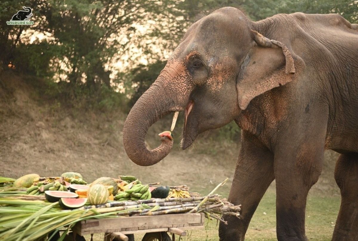 elephant trampled monk sleeping on banks of Ganga death caused a stir in ashram