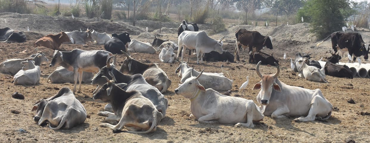 fathepur news,Even to keep the cows alive, straw will not be available