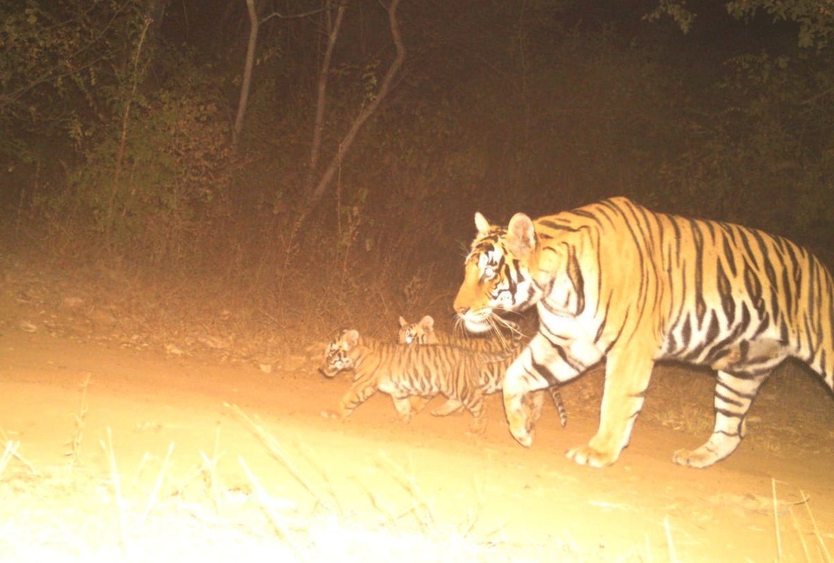 Panna Tiger Reserve News in Hindi: Cameras trap Two cubs of Tigress P-213(63)