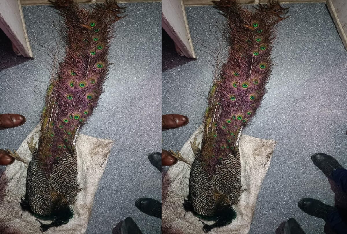 Peacock shot in Akhnoor, four accused including weapons arrested