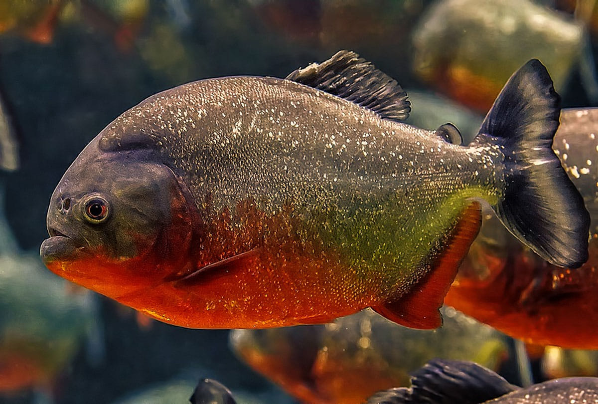 piranha fish attack on human on the beach in south america country prague  4 people killed and 20 injured