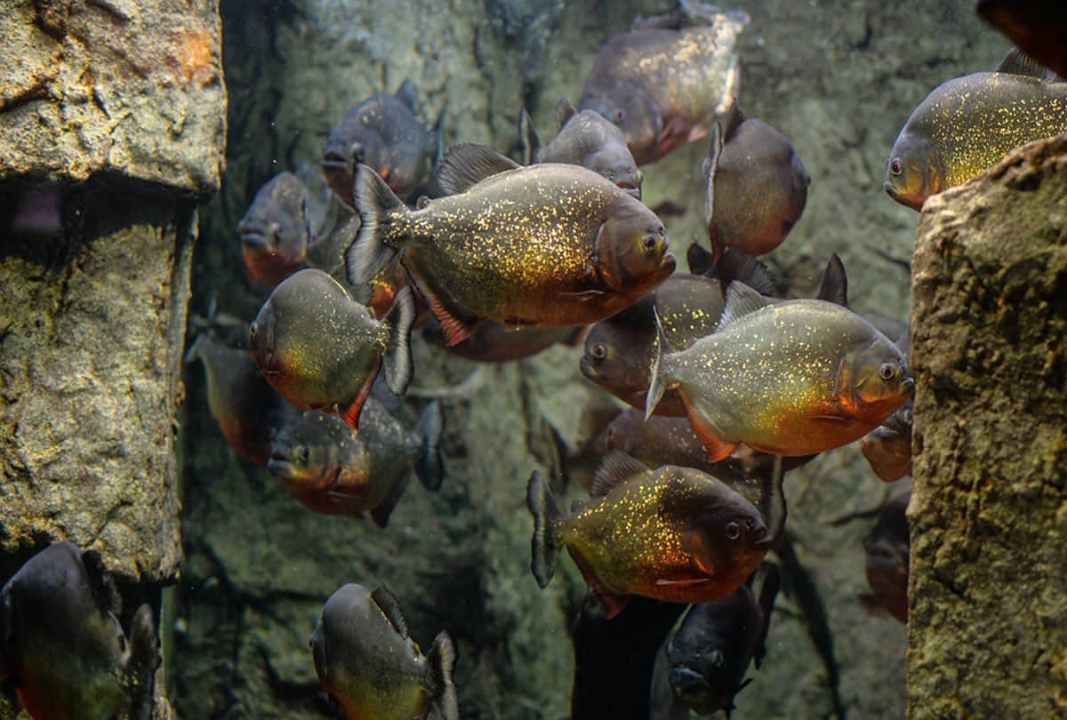 piranha fish attack on human on the beach in south america country prague  4 people killed and 20 injured