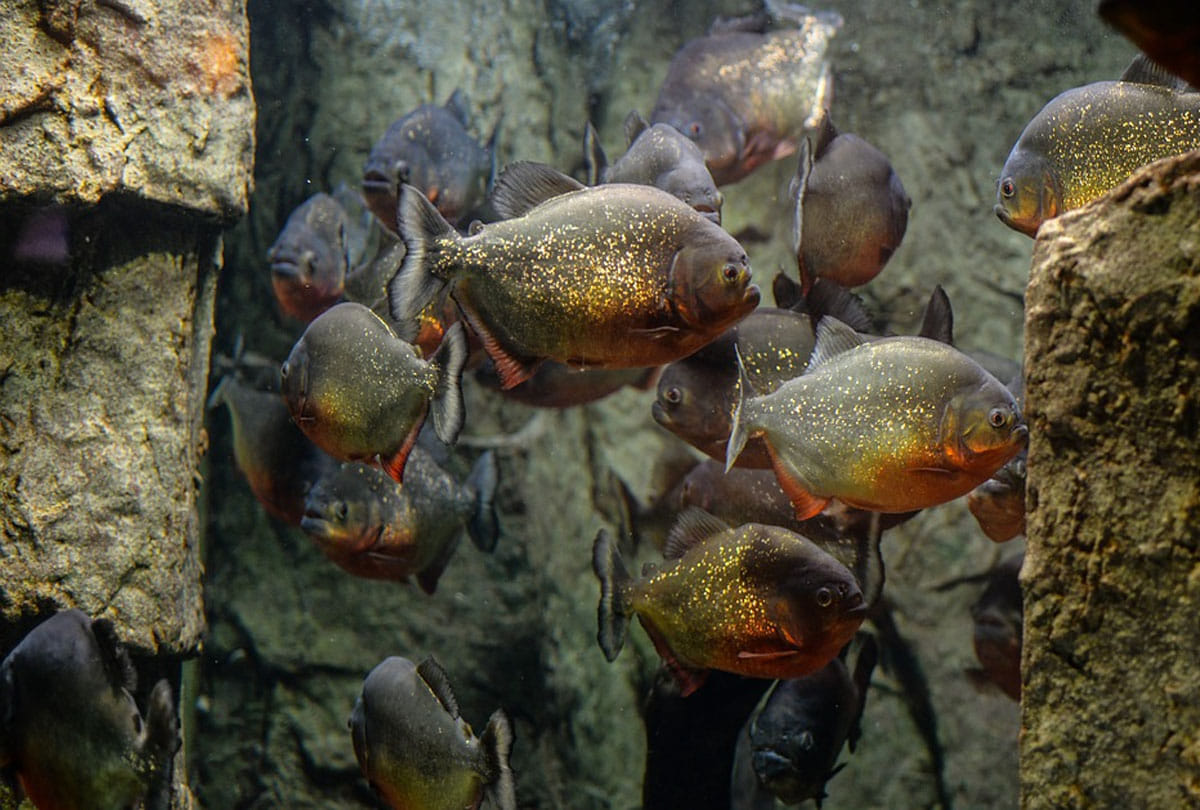 piranha fish attack on human on the beach in south america country prague  4 people killed and 20 injured