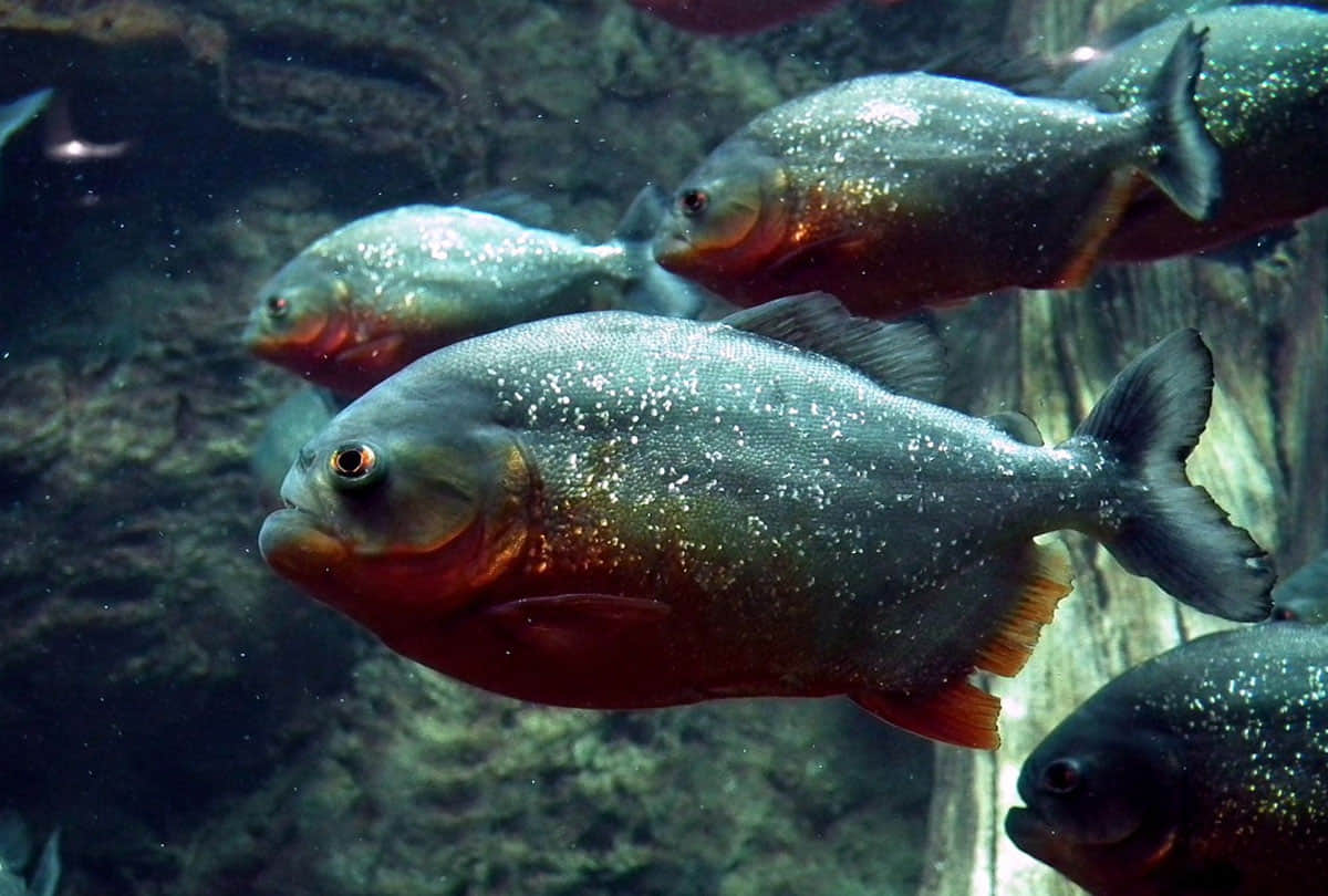 piranha fish attack on human on the beach in south america country prague  4 people killed and 20 injured