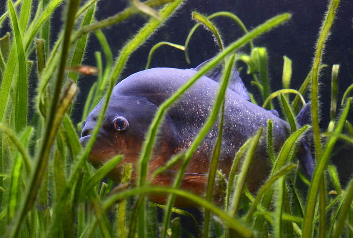 piranha fish attack on human on the beach in south america country prague  4 people killed and 20 injured