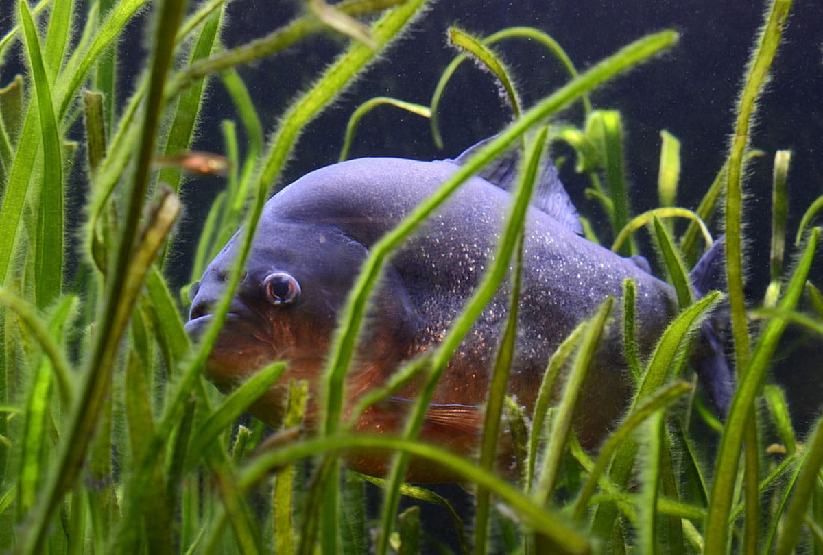 piranha fish attack on human on the beach in south america country prague  4 people killed and 20 injured