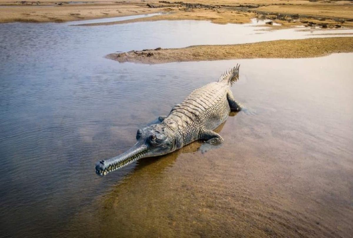 Shocked by the discovery of dead crocodile at Triveni Ghat of Prayagraj Sangam