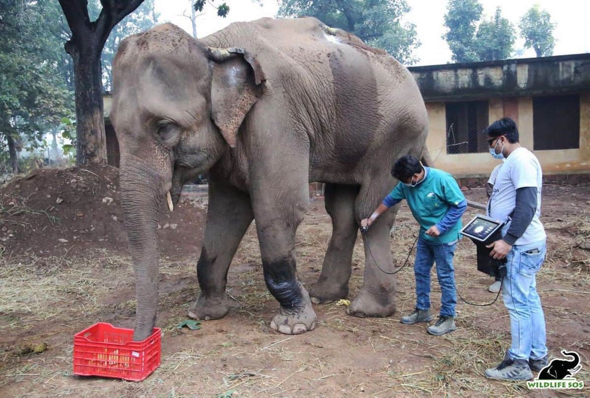 Laxmi Elephant Reached At WildLife Sos Hospital