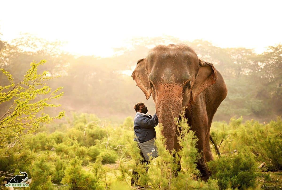 Laxmi Elephant Reached At WildLife Sos Hospital