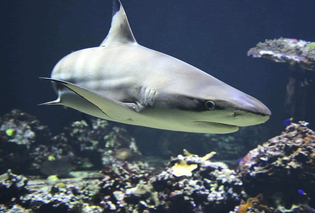 wwf claims in his report elephant sharks world is heading for largest mass extinction event since dinosaurs