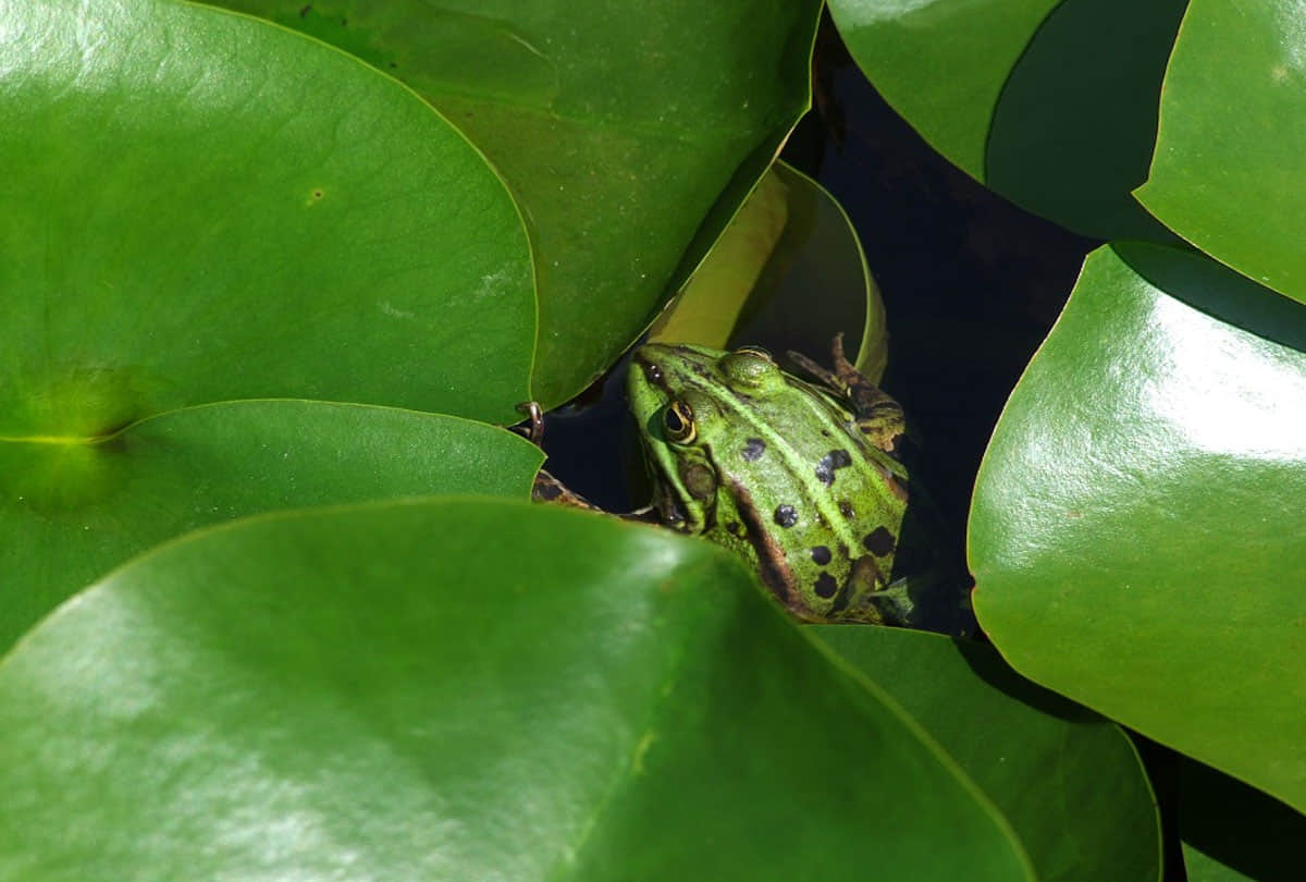 wwf claims in his report elephant sharks world is heading for largest mass extinction event since dinosaurs