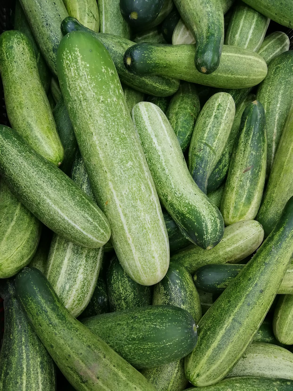 Azad Ageta Cucumber, CSA developed new species