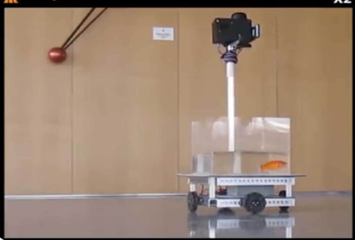 Scientists new discovery goldfish driving car on land bizarre news in hindi