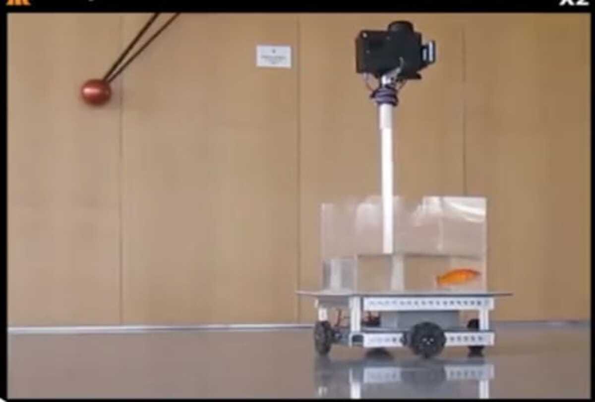 Scientists new discovery goldfish driving car on land bizarre news in hindi