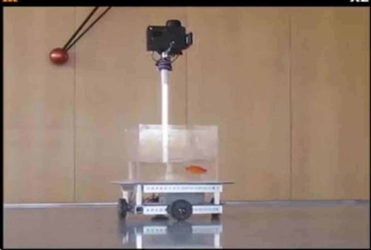 Scientists new discovery goldfish driving car on land bizarre news in hindi