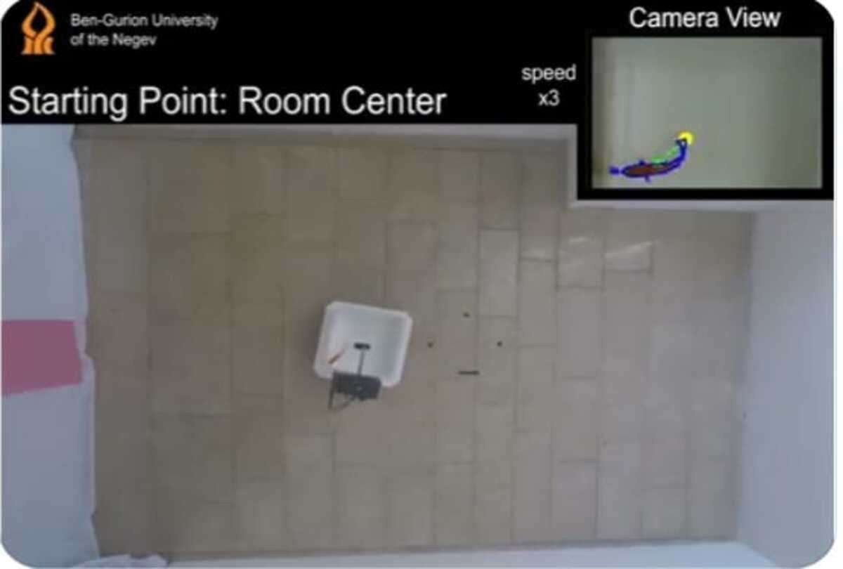 Scientists new discovery goldfish driving car on land bizarre news in hindi