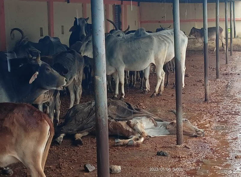 Animals shivering due to cold, no arrangement
