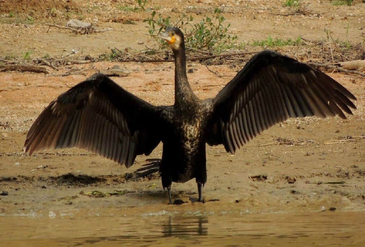 Cormorant In The House Of Alligators Wild Life Pictures Of Birds Hunting