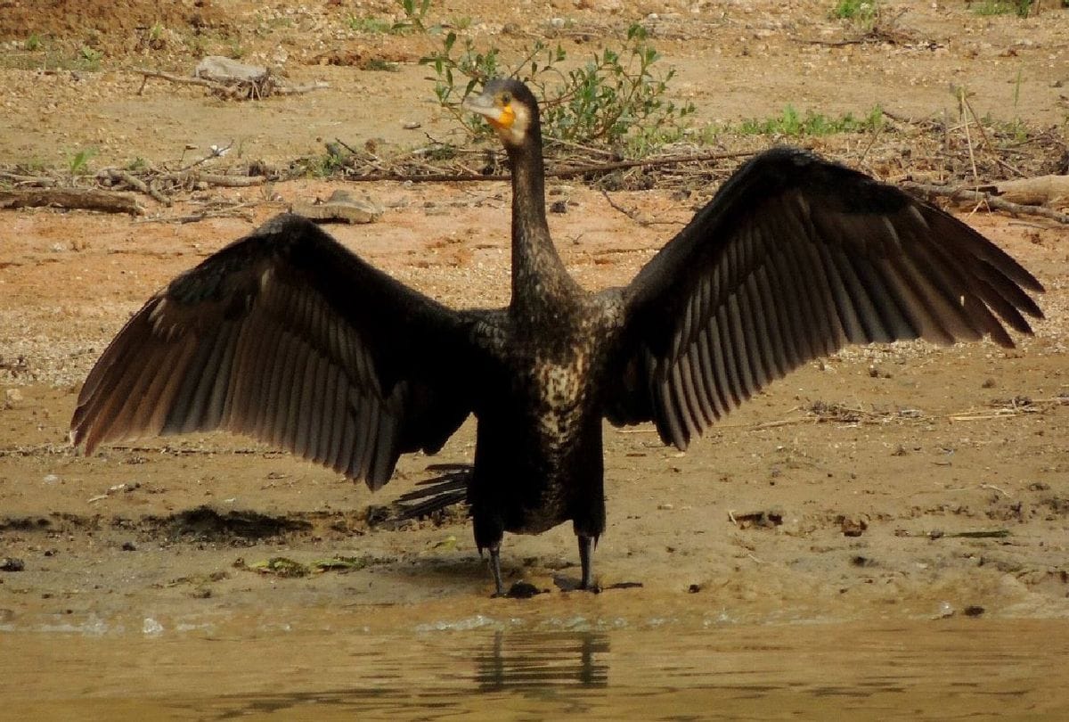 Cormorant In The House Of Alligators Wild Life Pictures Of Birds Hunting