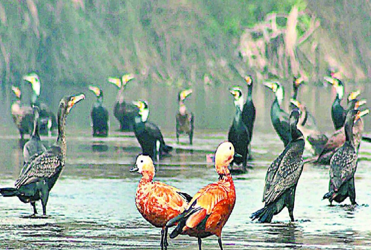 Cormorant In The House Of Alligators Wild Life Pictures Of Birds Hunting