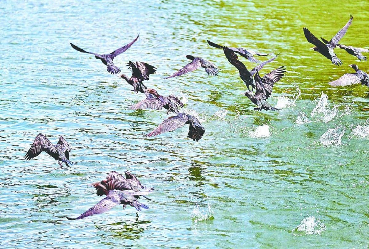 Cormorant In The House Of Alligators Wild Life Pictures Of Birds Hunting