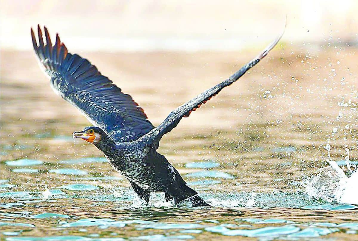 Cormorant In The House Of Alligators Wild Life Pictures Of Birds Hunting