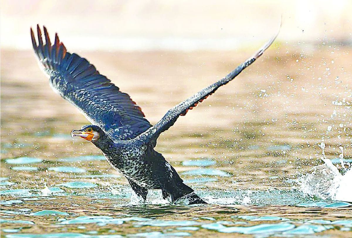Cormorant In The House Of Alligators Wild Life Pictures Of Birds Hunting