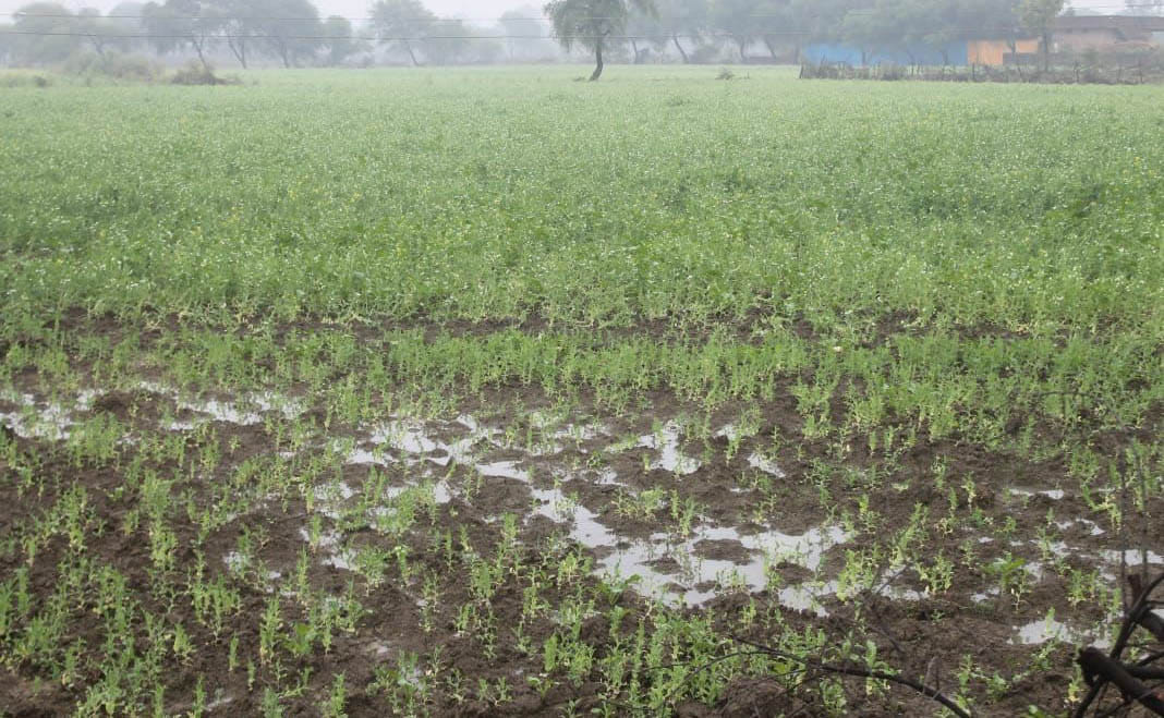 Danger bells for nine lakh hectare crop of Mandal due to rain