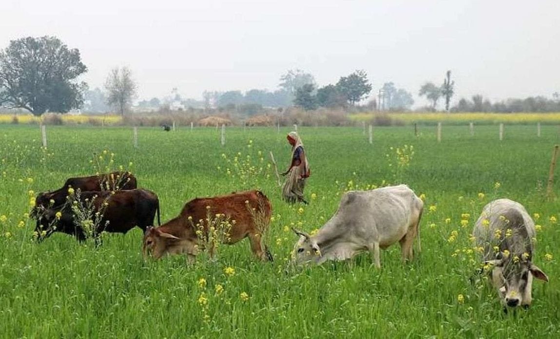 farmers worried due to cattles