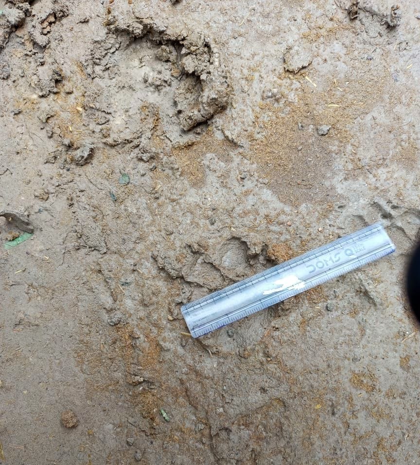leopard danger, siyar foot print