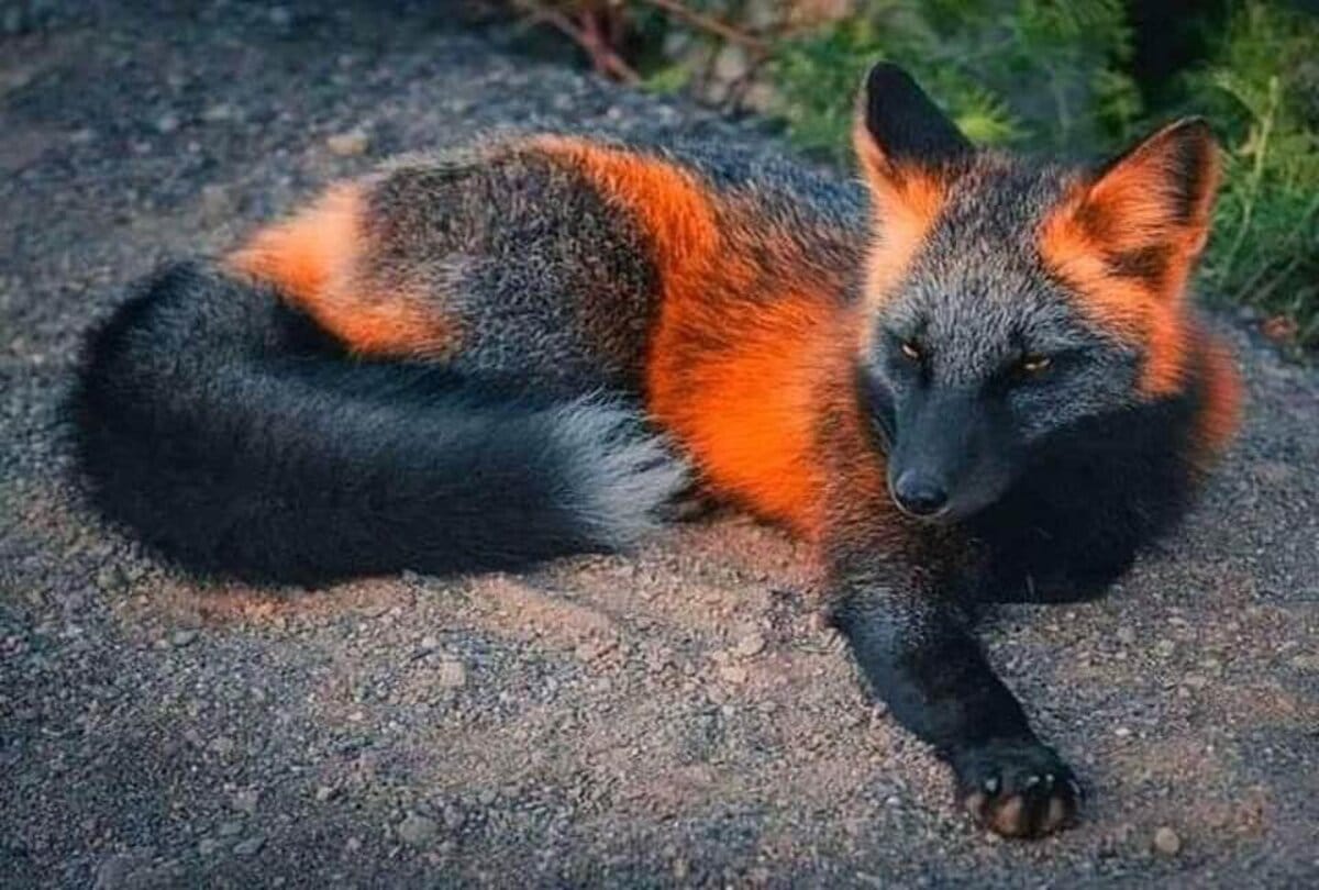 Melanistic cross fox found in Canada its color is very amazing ajab gajab news