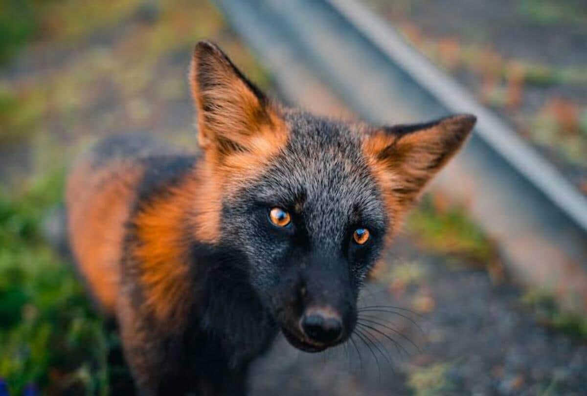 Melanistic cross fox found in Canada its color is very amazing ajab gajab news