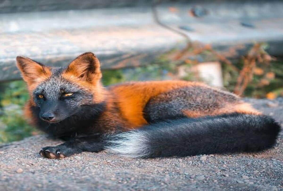 Melanistic cross fox found in Canada its color is very amazing ajab gajab news