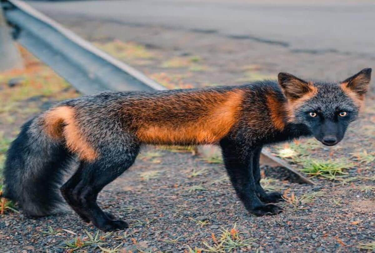 Melanistic cross fox found in Canada its color is very amazing ajab gajab news