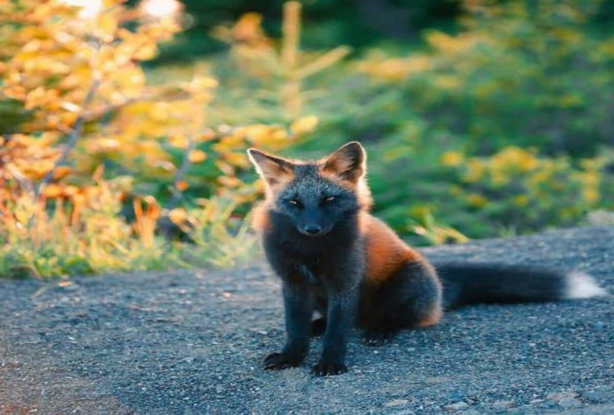 Melanistic cross fox found in Canada its color is very amazing ajab gajab news
