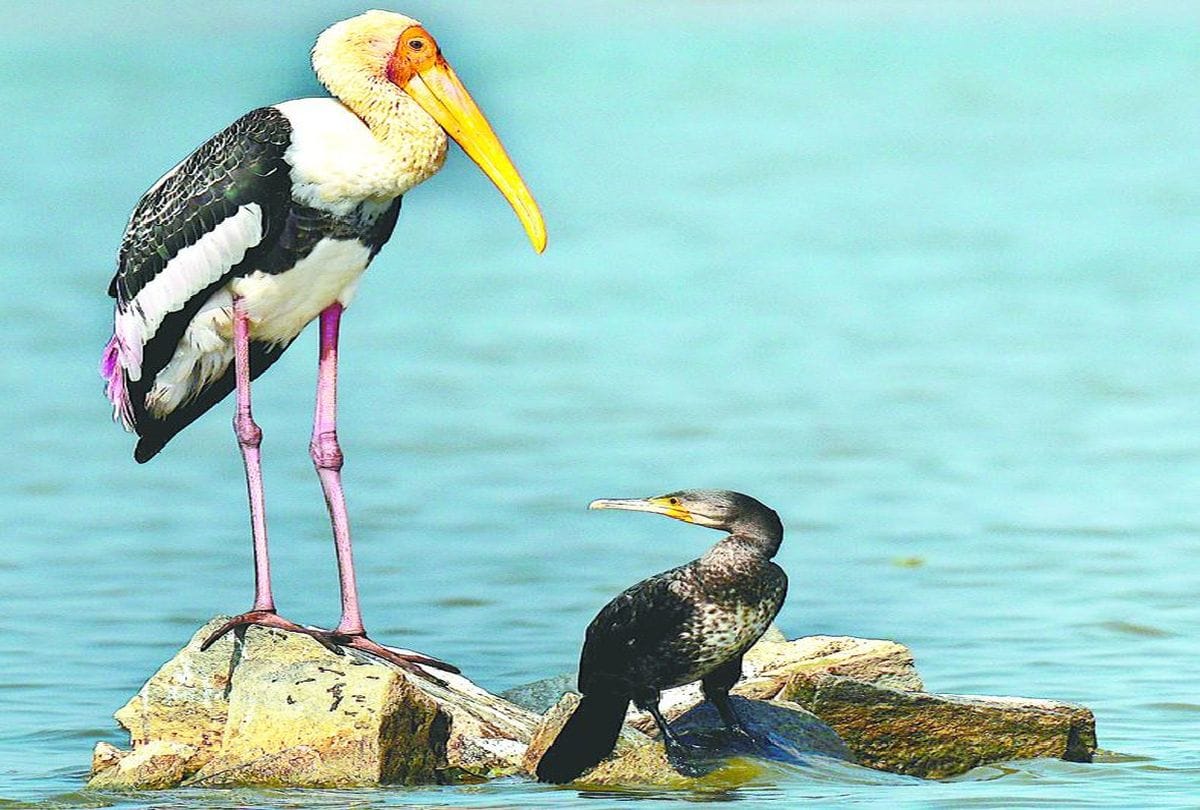 World Environment Day 2022 Rare Aquatic Creatures Are Being Conserved In Chambal River