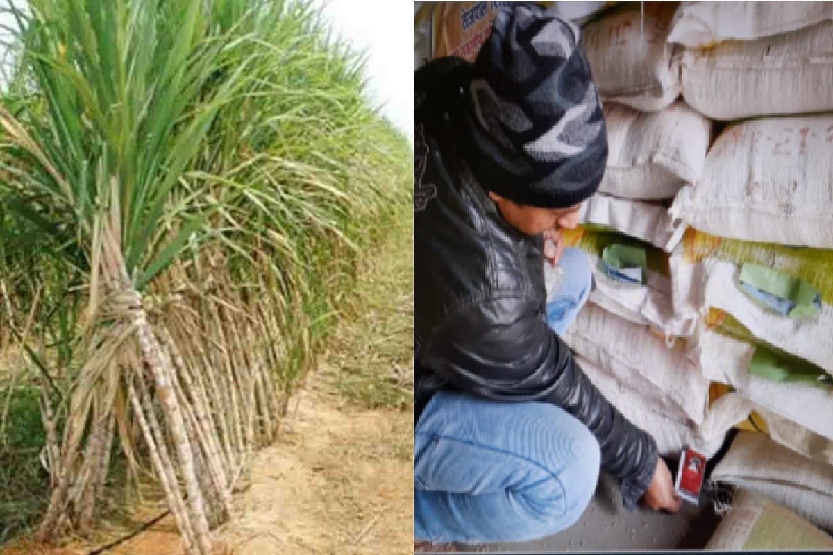 Amar Ujala Exclusive: Sugarcane is standing in the fields and farmers are unable to sow wheat