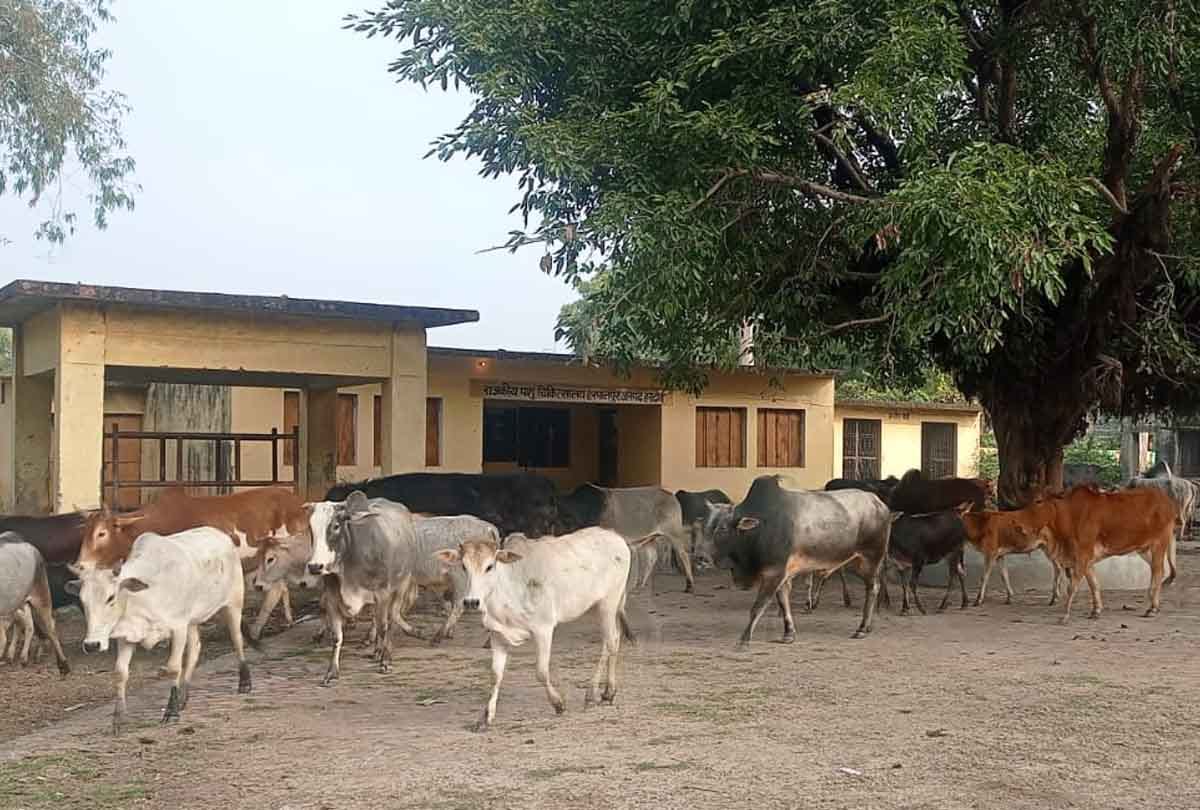 Hardoi: Angry farmers put cows in Veterinary Hospital due to crop ruin, police chased them away