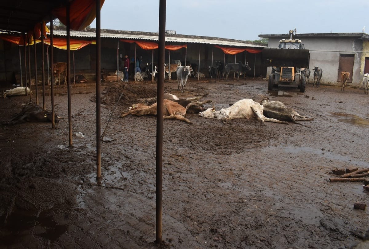 cattle are dying due to Negligence of officers eight died in Kanji House 15 dying filth in Gaushala