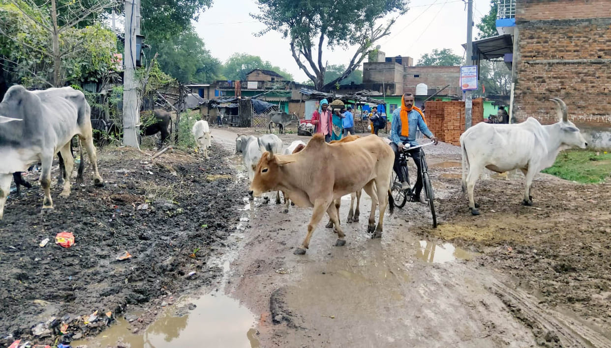 Pradhan released 150 cows locked in the cowshed
