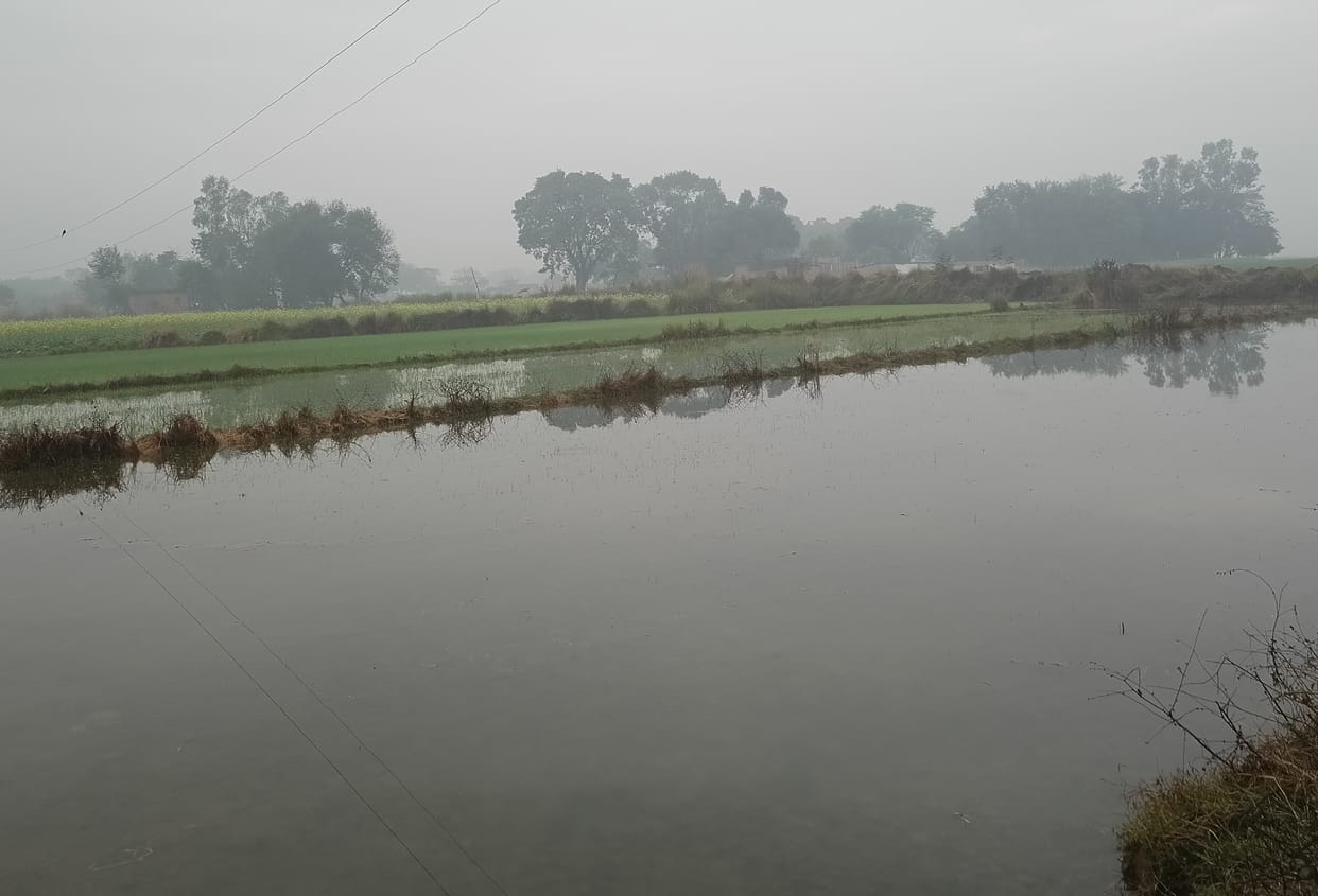 Crop of more than 100 acres submerged due to canal cut