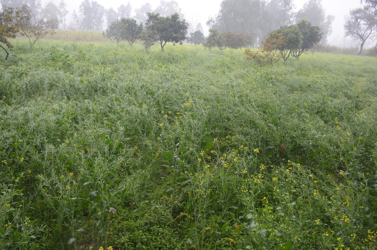 Rain from night till noon, life halted