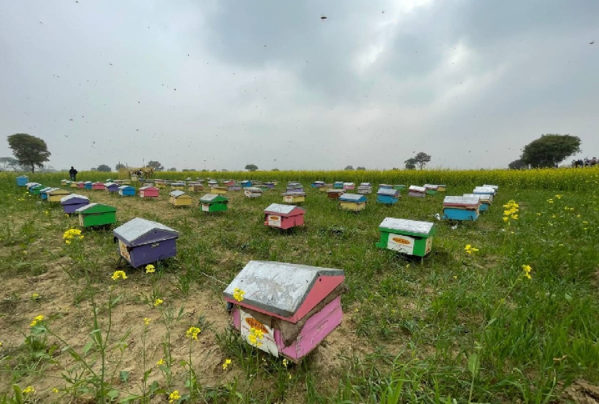 Country's first mobile honey processing van launched know all details about this
