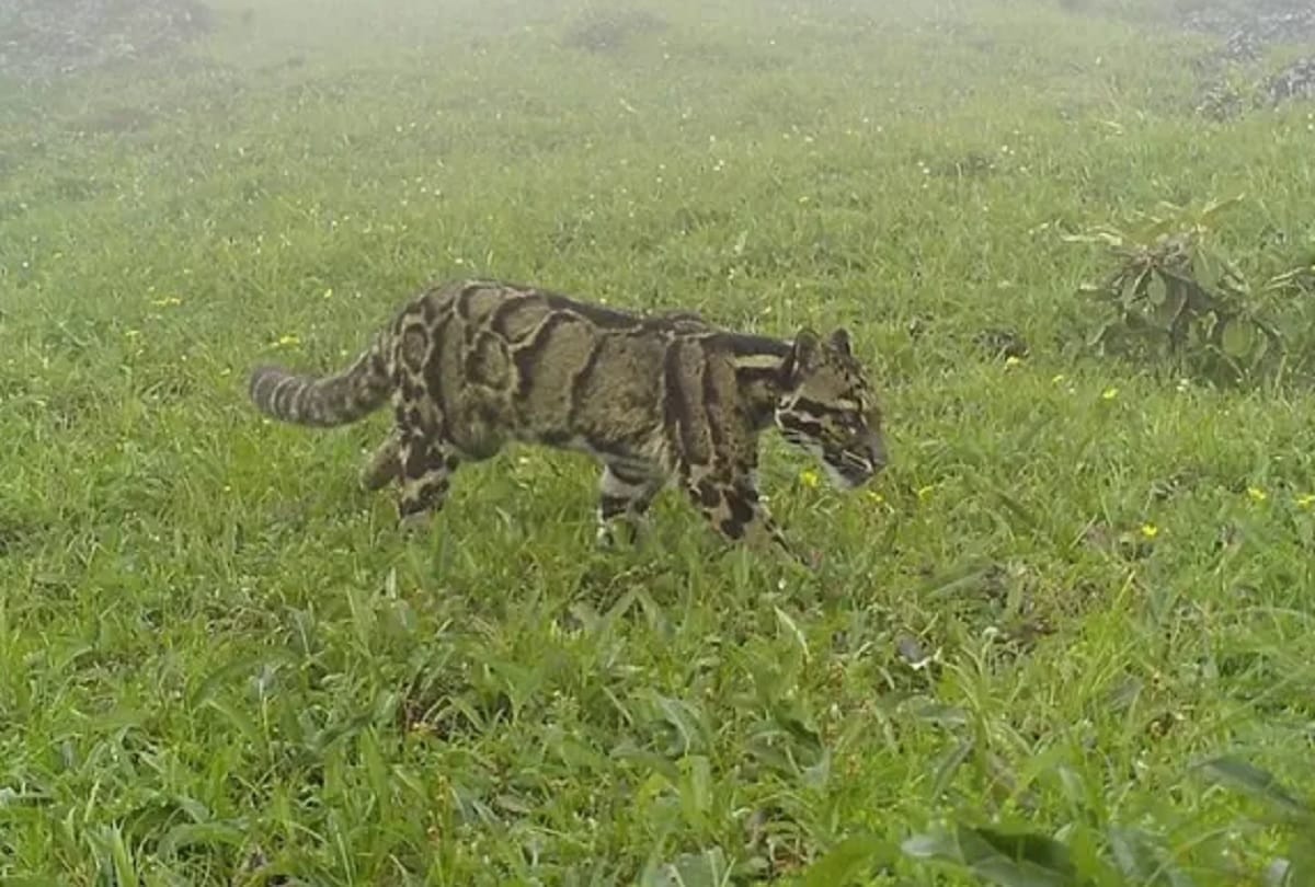 A mother saved her daughter from leopard's jaw.