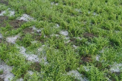 Madhya Pradesh: Mawthe broke the hopes of the farmers, damage to crops in the districts of Ujjain division ...