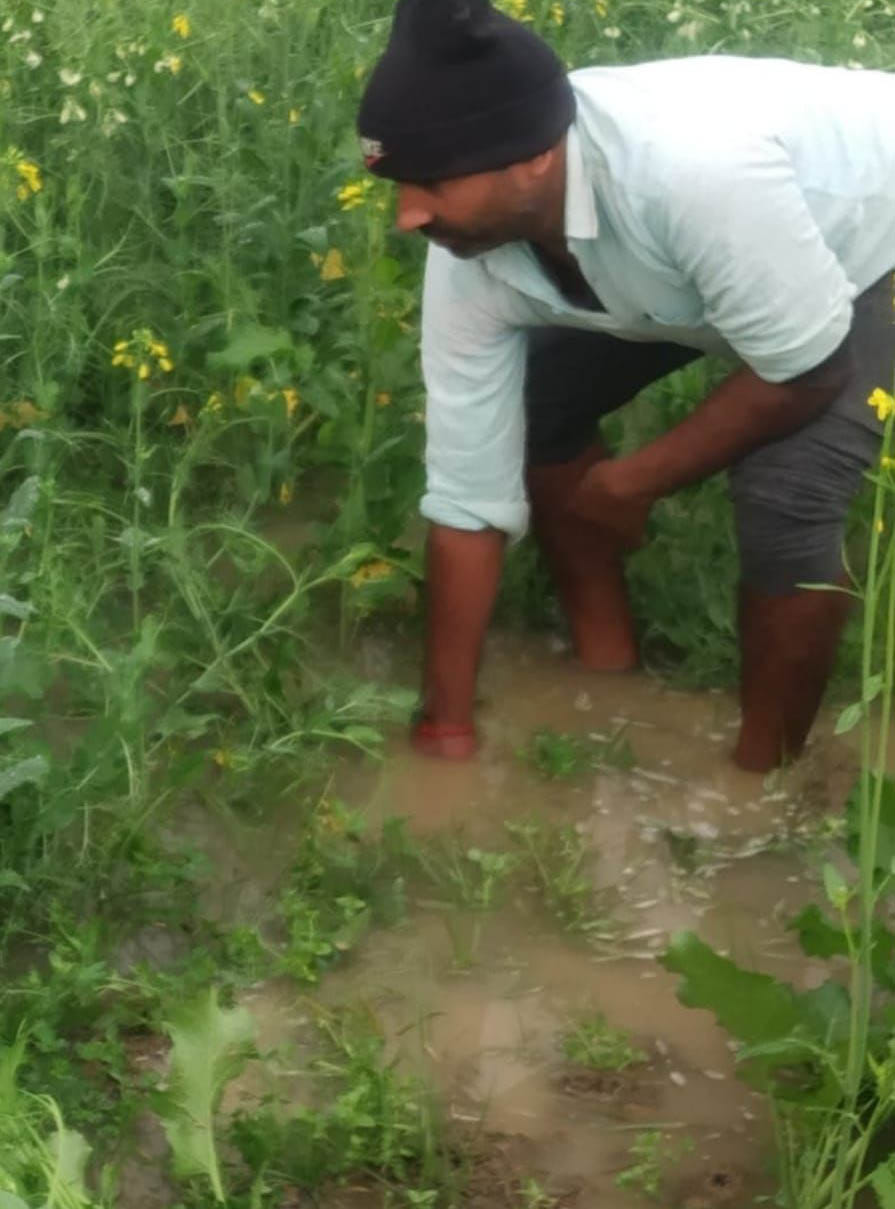 Rains of wastage on Rabi crops, till now the rain, which is considered to be nectar, will now make a difference