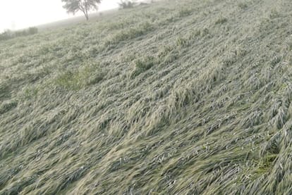 Madhya Pradesh: Mawthe broke the hopes of the farmers, damage to crops in the districts of Ujjain division ...