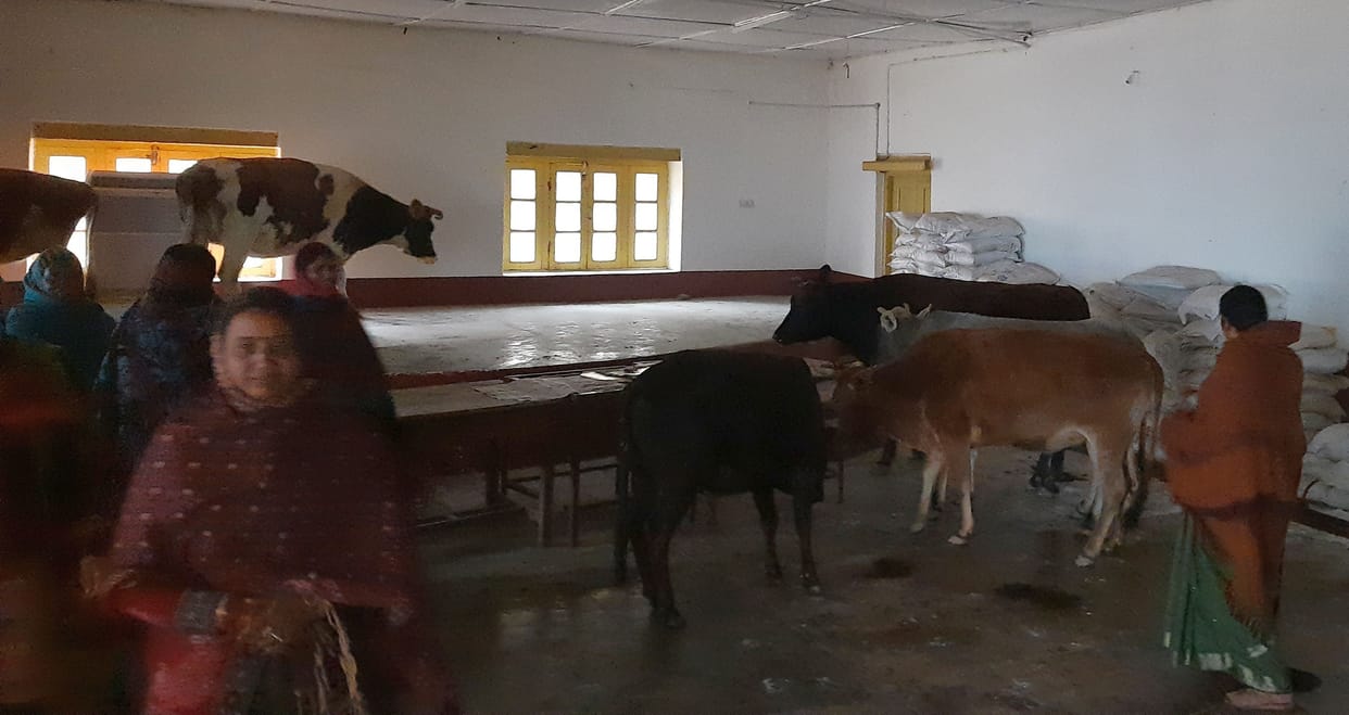 Cattle were harassing, women closed in the hall of the municipality