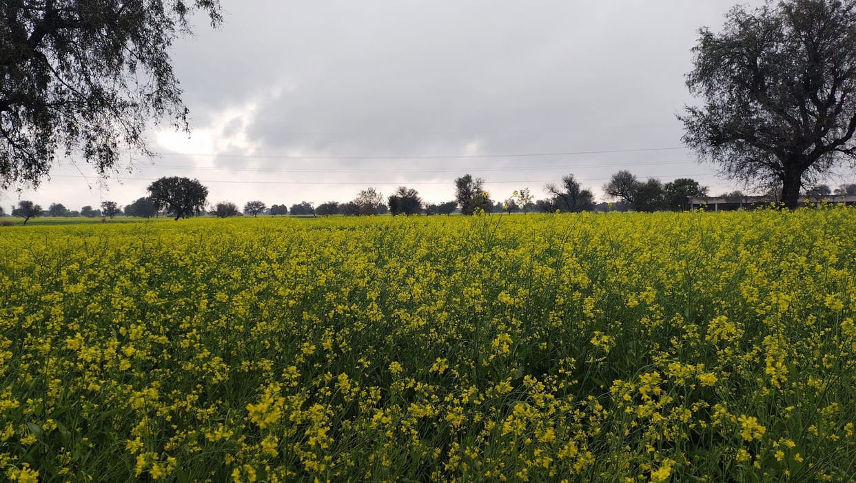 Relief for farmers, rain became disaster for city dwellers
