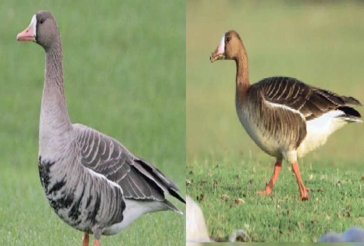 Wildlife himachal: More than 84766 birds of 84 species arrived in Pong Lake